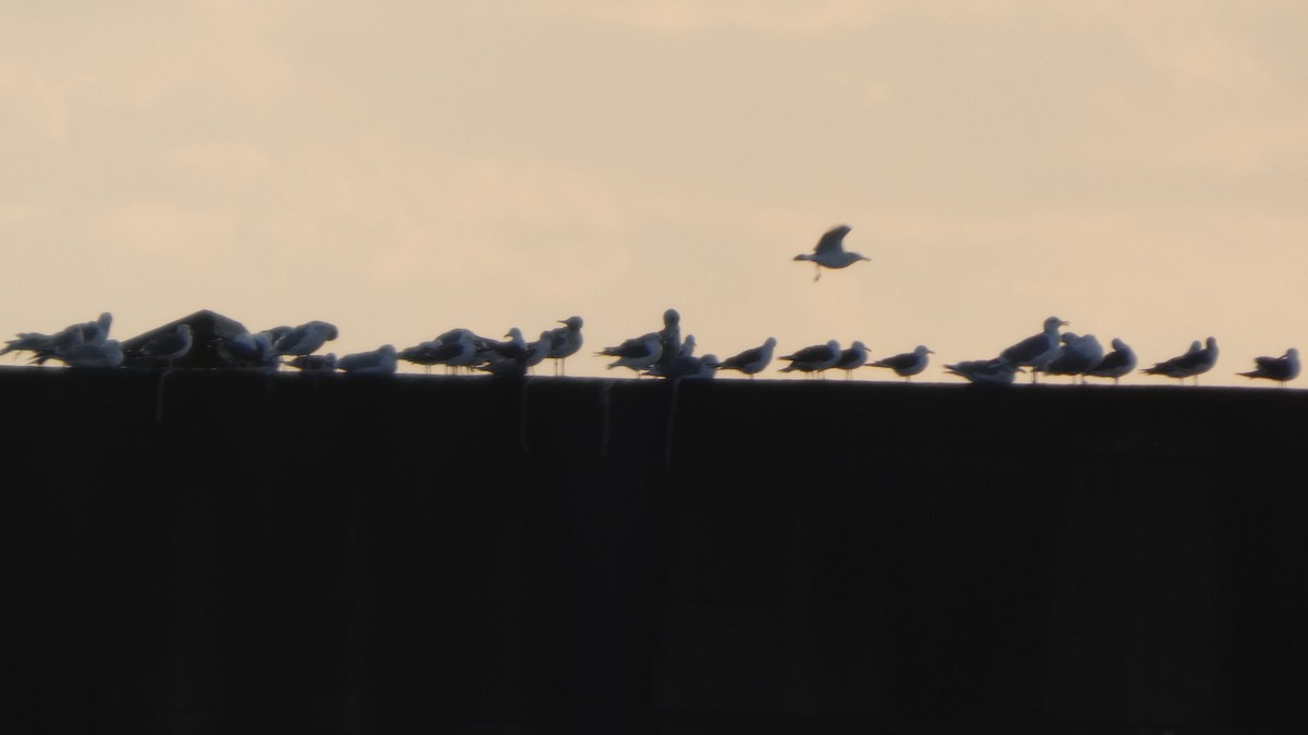 japanmåke - ML646765890