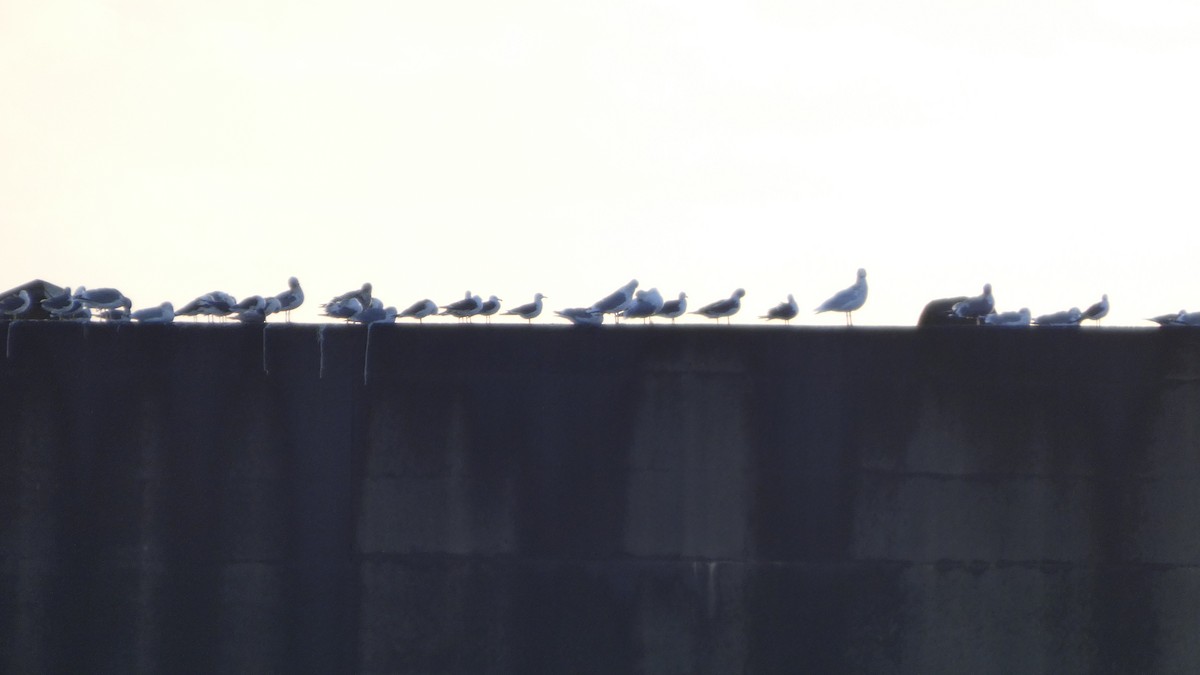 japanmåke - ML646765891