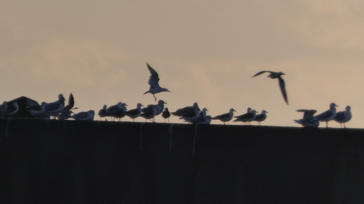 japanmåke - ML646765892