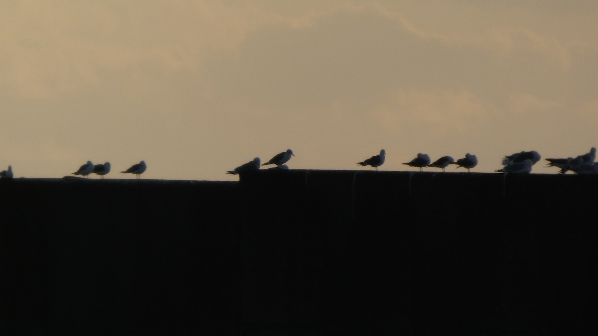 japanmåke - ML646765893