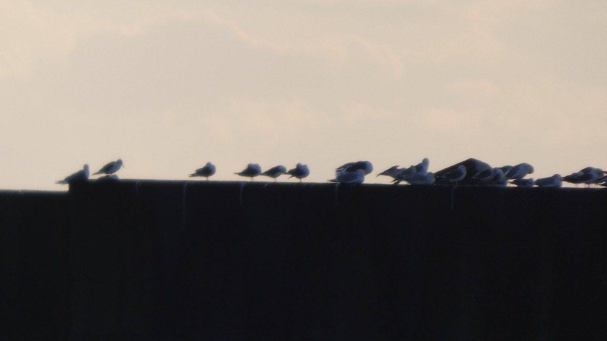 japanmåke - ML646765894