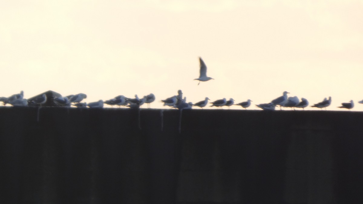 japanmåke - ML646765895