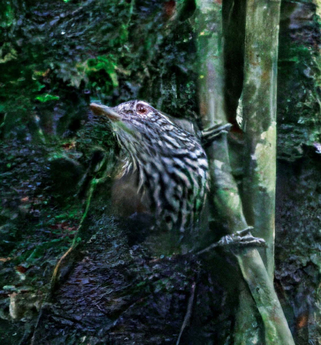 Stripe-breasted Wren - ML646765898