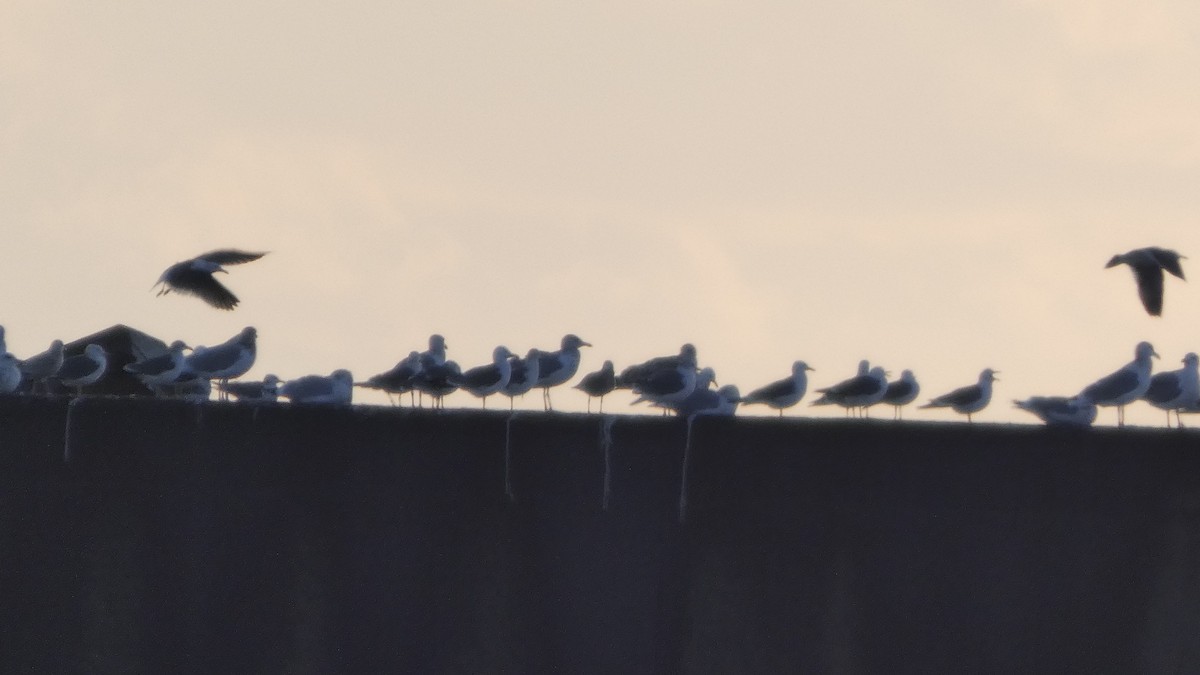 japanmåke - ML646765899