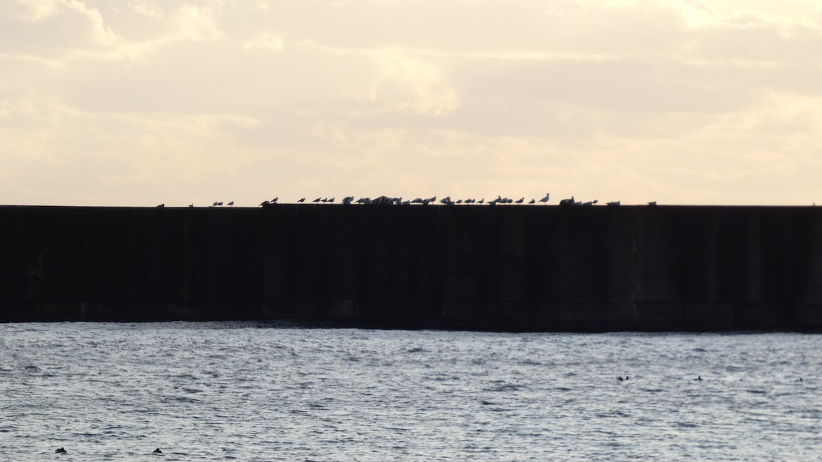 japanmåke - ML646765900