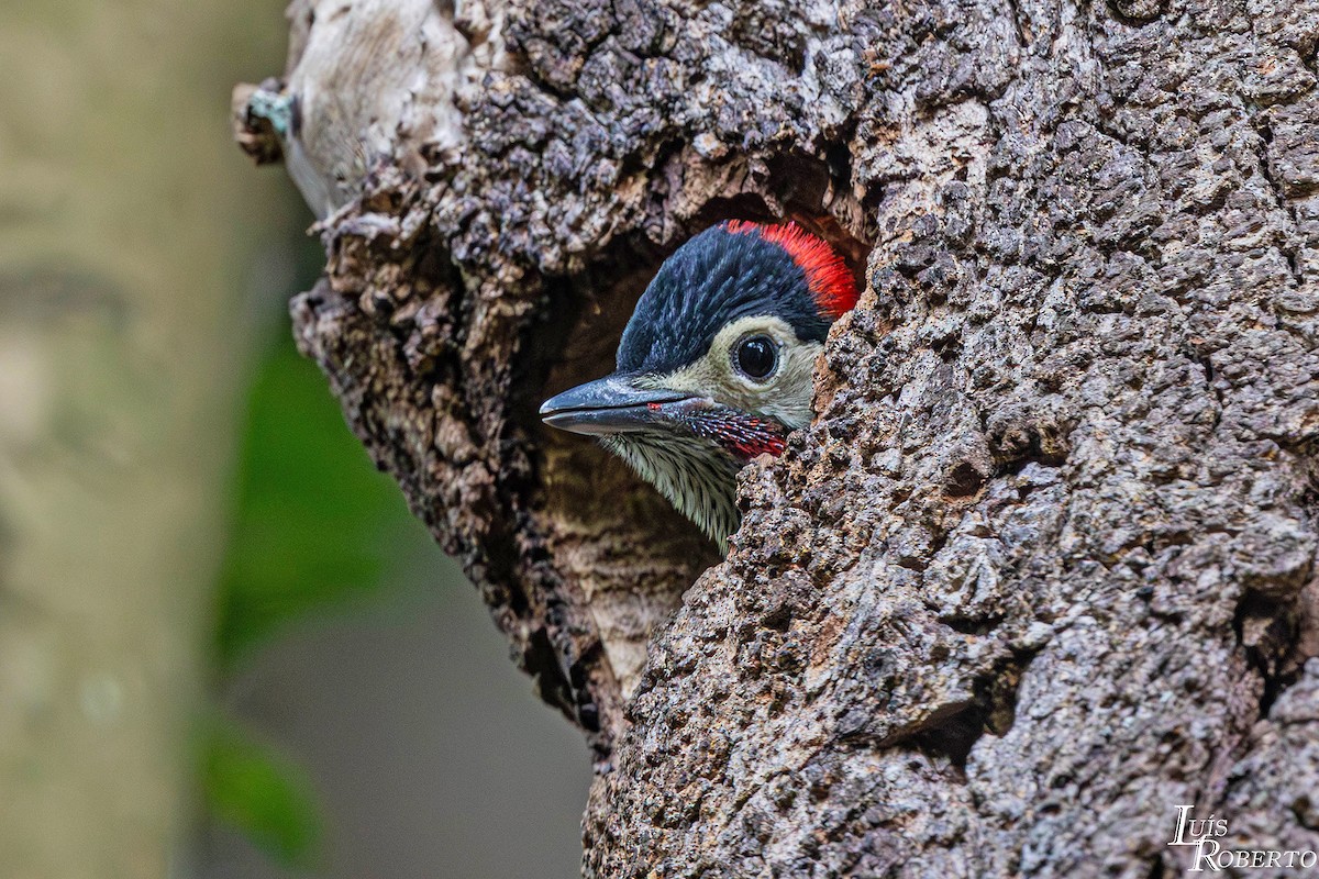 Декол плямистоволий - ML646765901