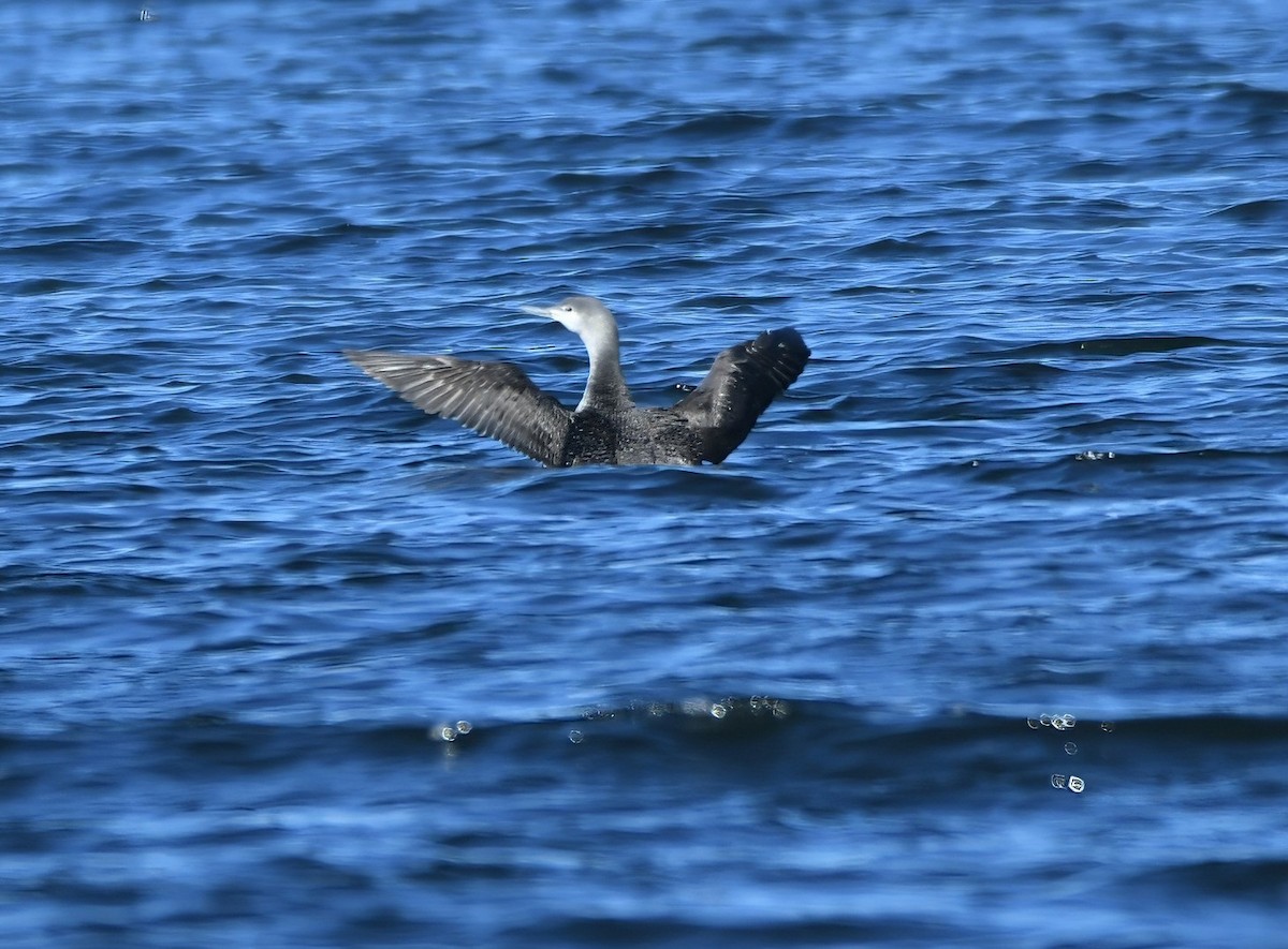 Red-throated Loon - ML646765902