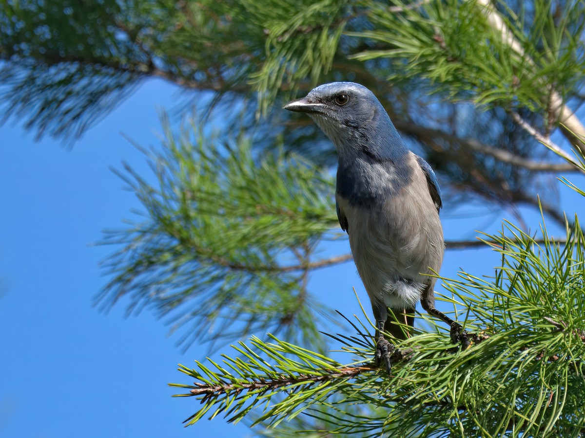 Сойка чагарникова - ML646765903