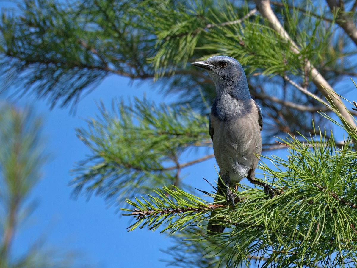 Сойка чагарникова - ML646765904