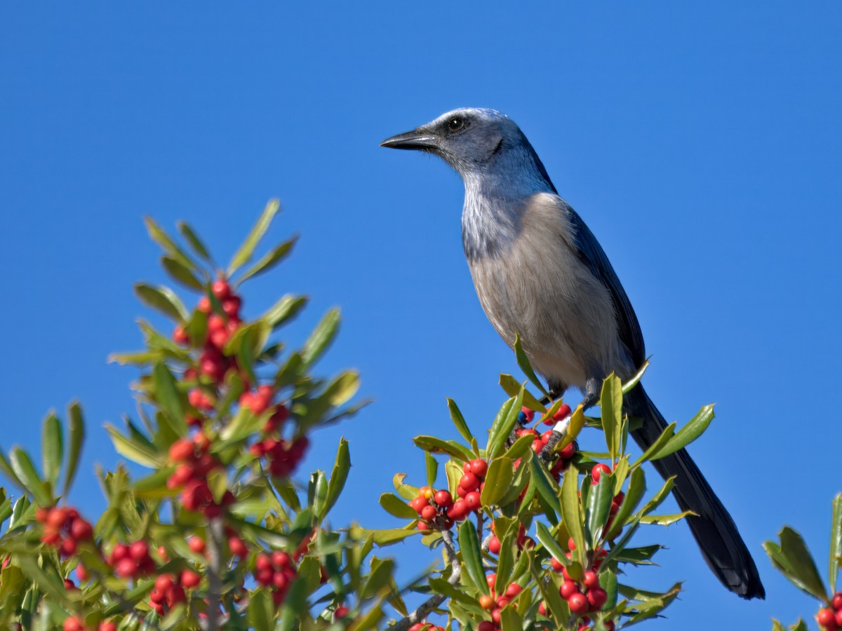 Сойка чагарникова - ML646765905