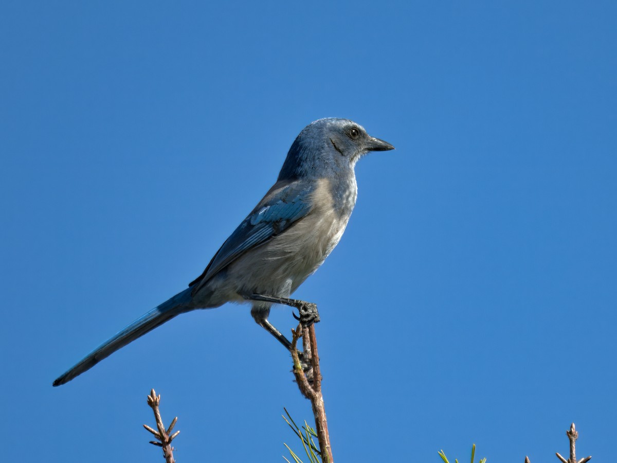 Сойка чагарникова - ML646765906