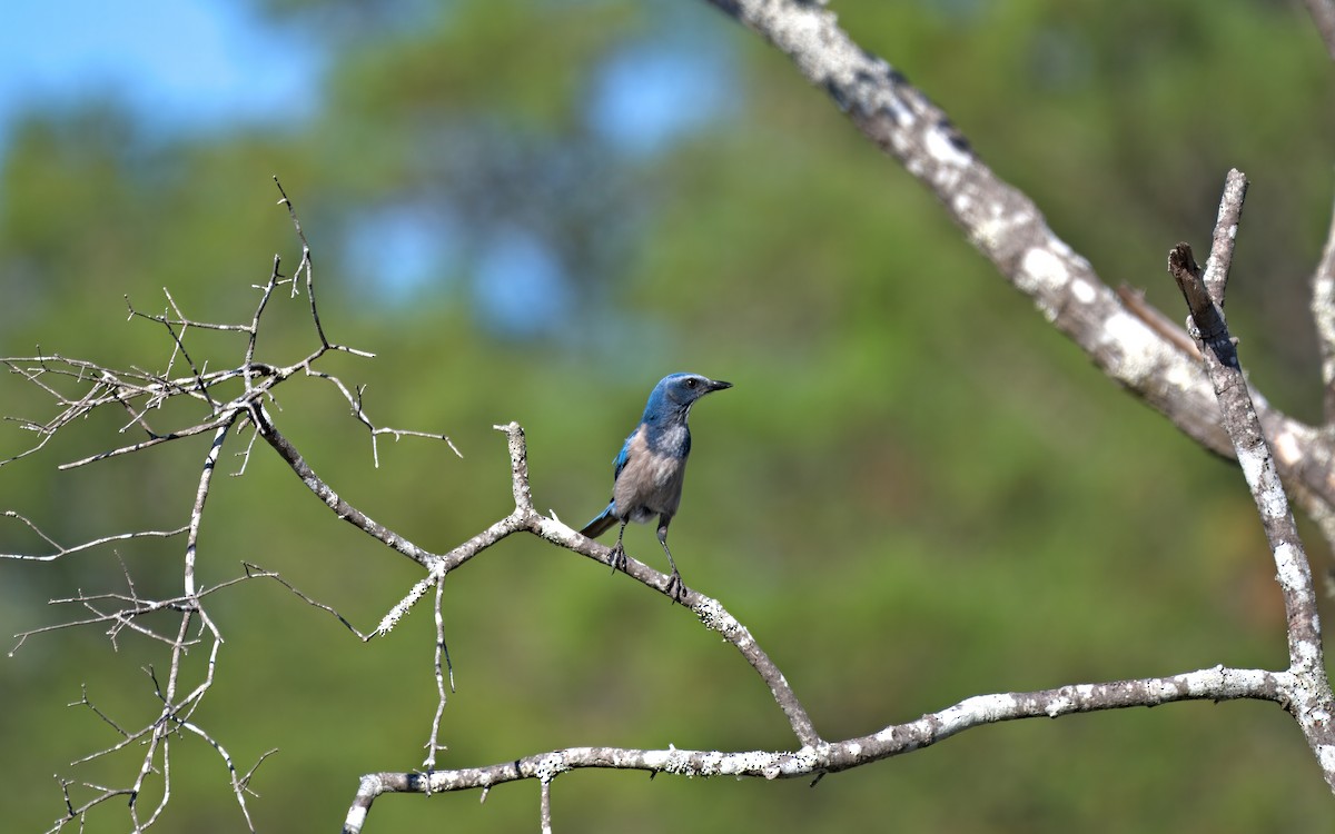 Сойка чагарникова - ML646765907