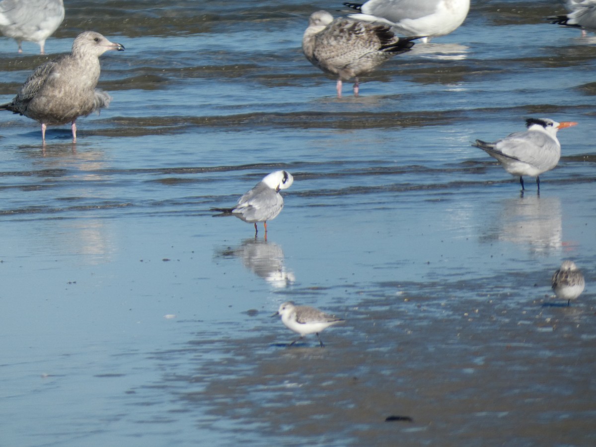 Forster's Tern - ML646765908