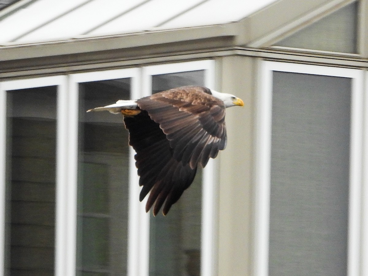 Bald Eagle - ML646765909