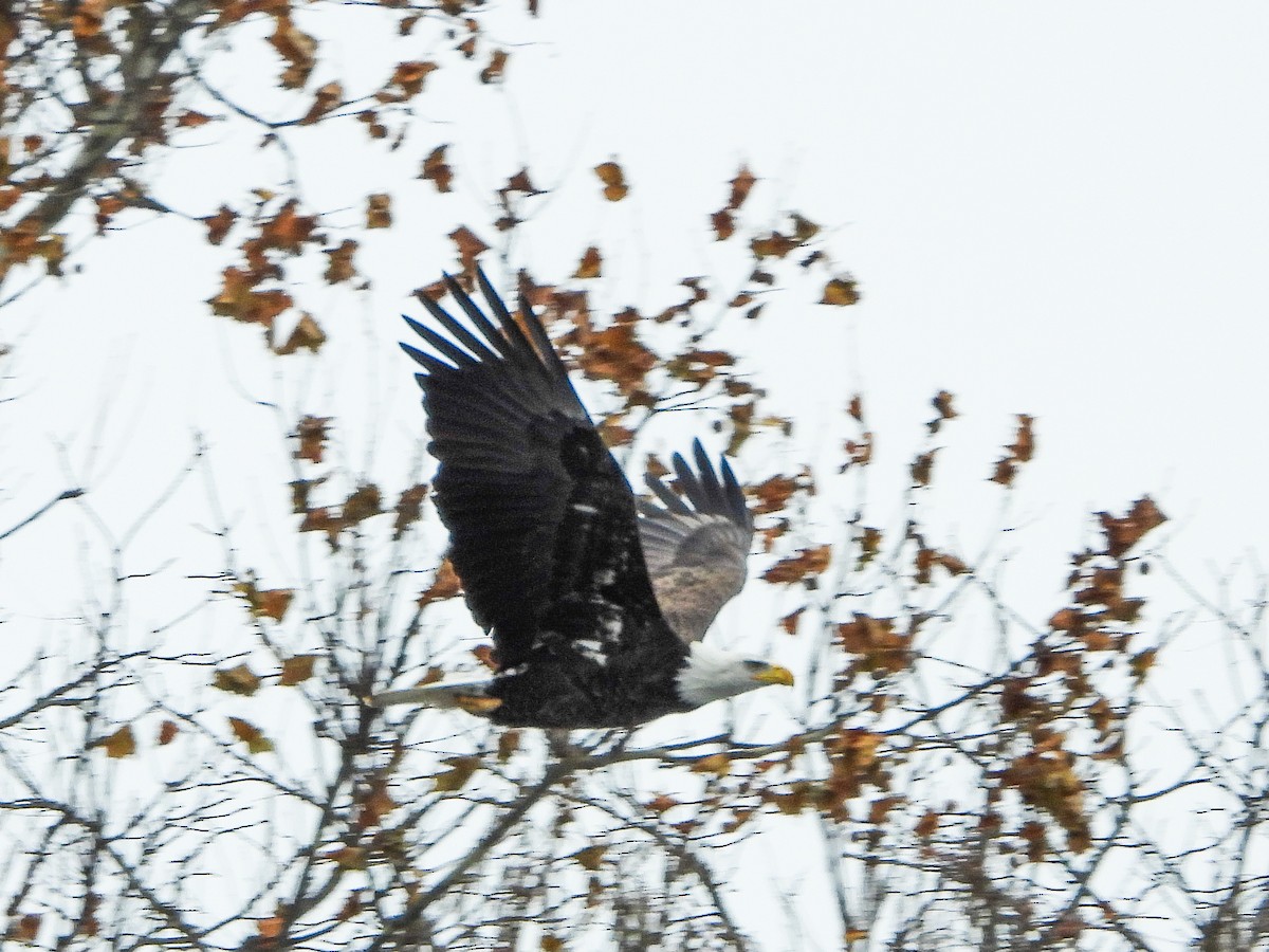 Bald Eagle - ML646765910