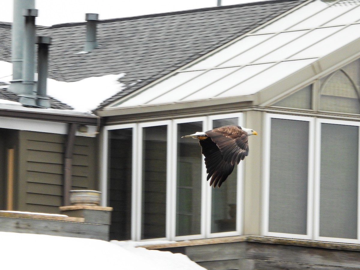 Bald Eagle - ML646765911