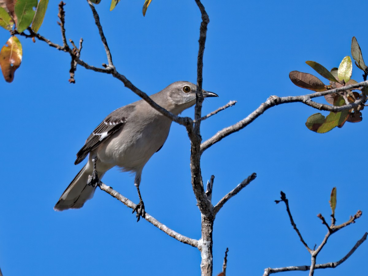 Пересмішник багатоголосий - ML646765912