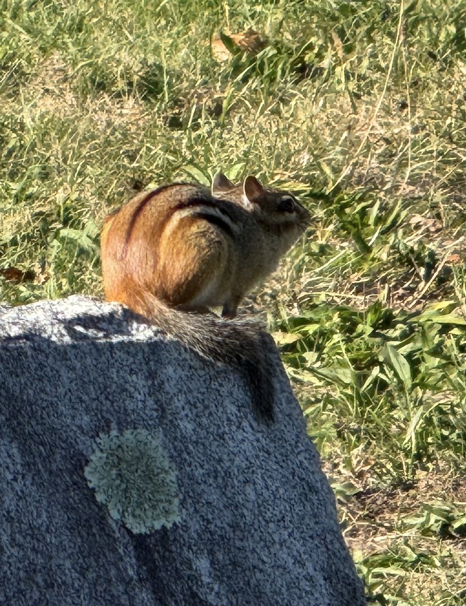 Eastern Chipmunk - ML646765914