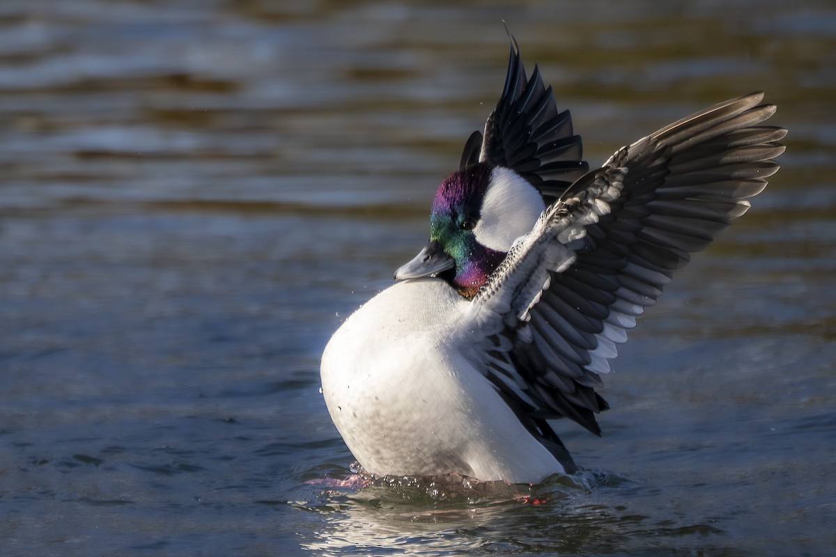 Porrón Albeola - ML646765915