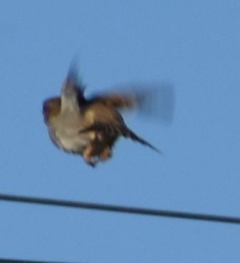 דרור הבית - ML646765916