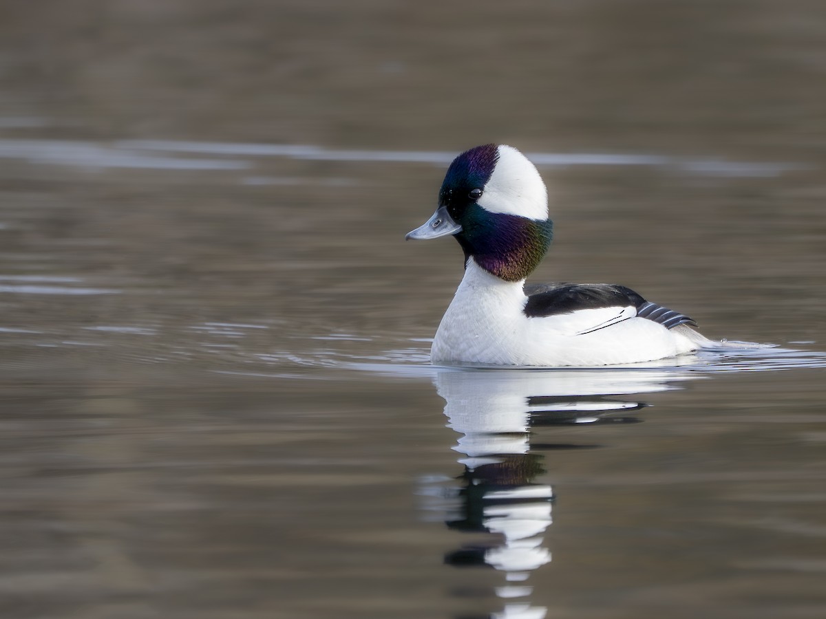 Porrón Albeola - ML646765917