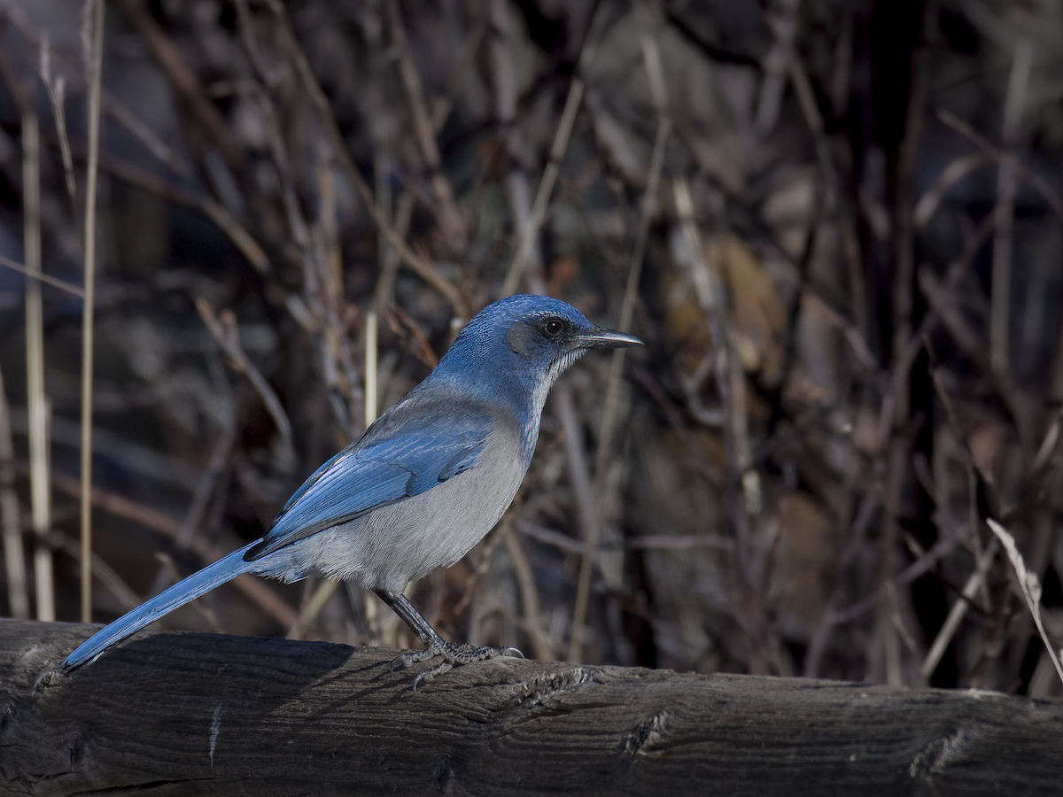 Woodhouse's Scrub-Jay - ML646765918