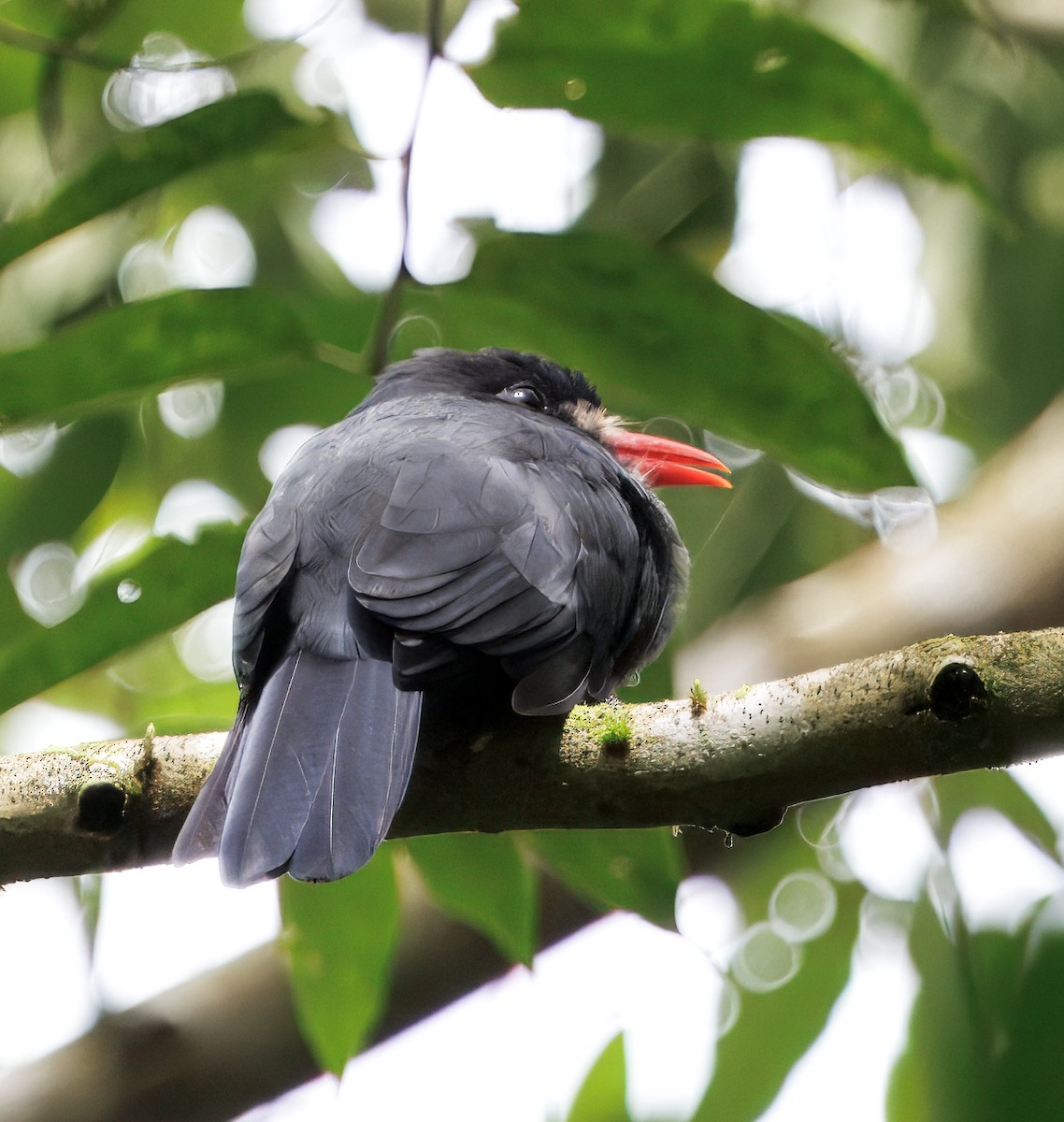 White-fronted Nunbird - ML646765921