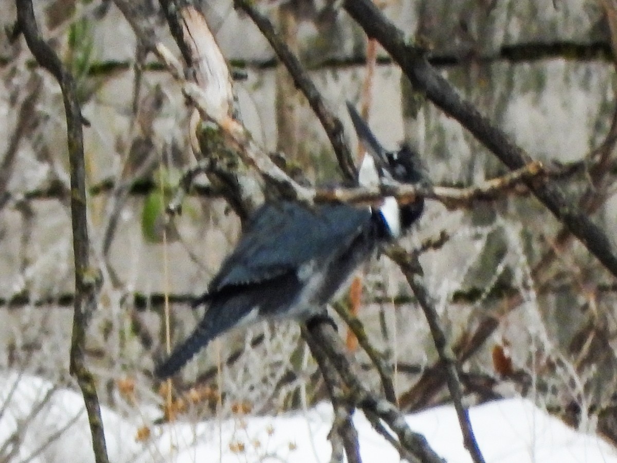 Belted Kingfisher - ML646765922