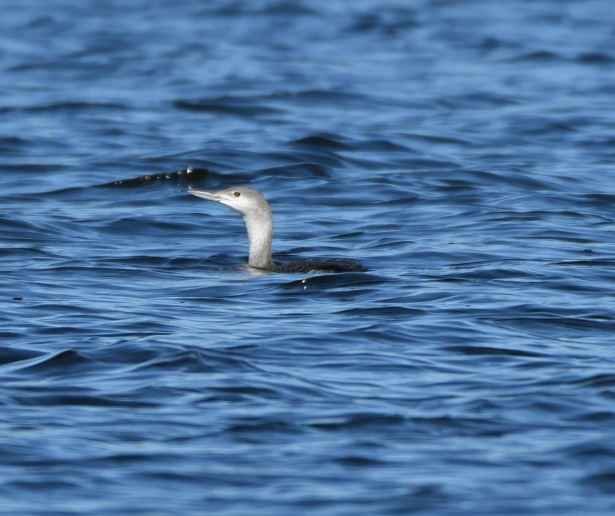 Red-throated Loon - ML646765924