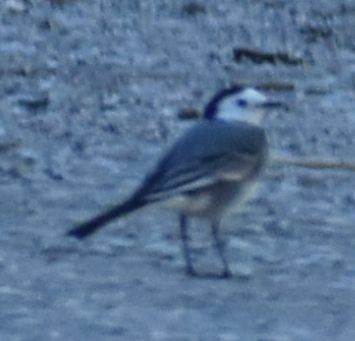 White Wagtail - ML646765925