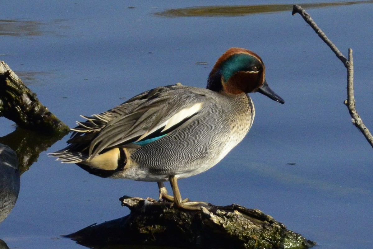 Green-winged Teal - ML646765927