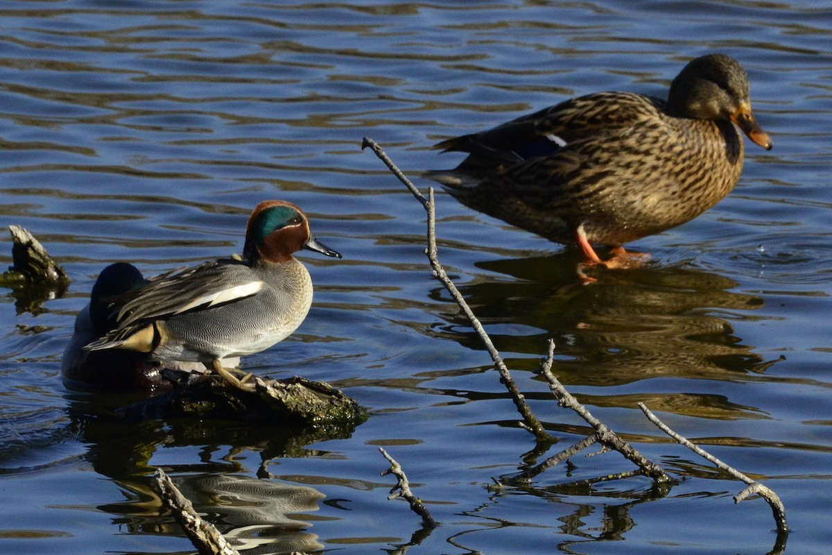 Green-winged Teal - ML646765928