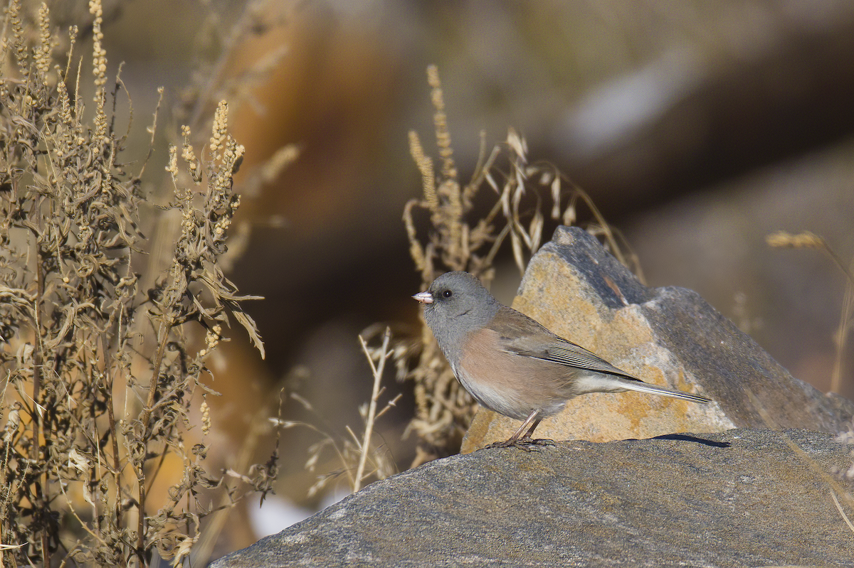 Dark-eyed Junco (Pink-sided) - ML646765933
