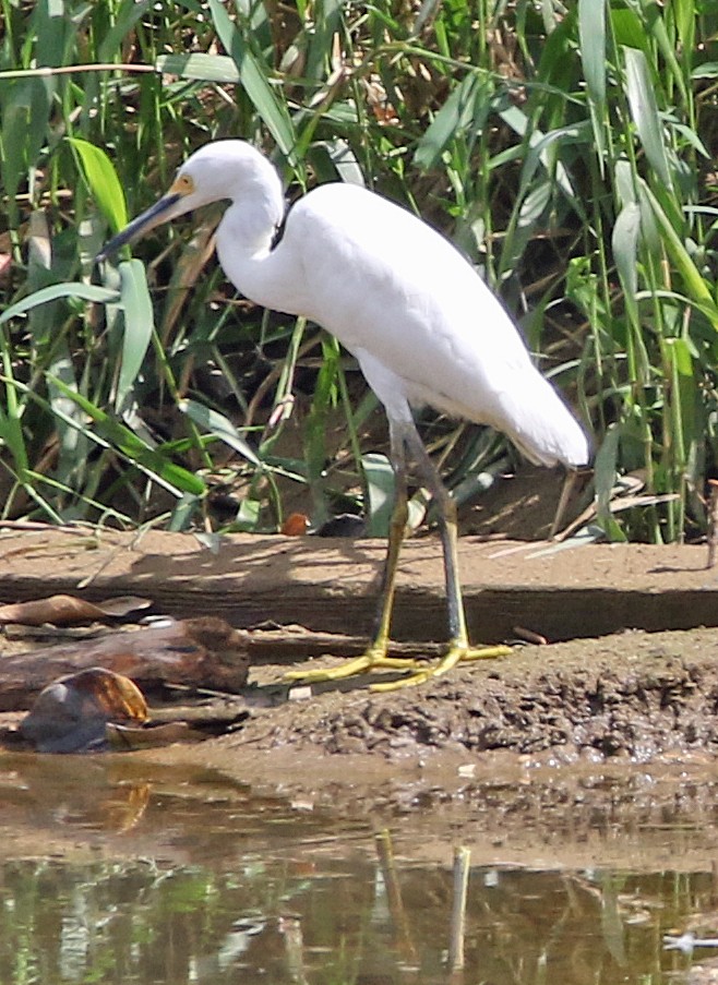 Snowy Egret - ML646765935