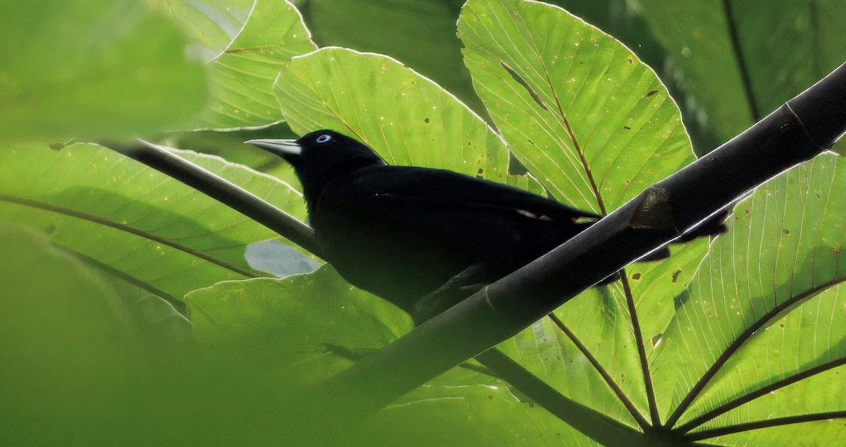 Scarlet-rumped Cacique - ML646765936