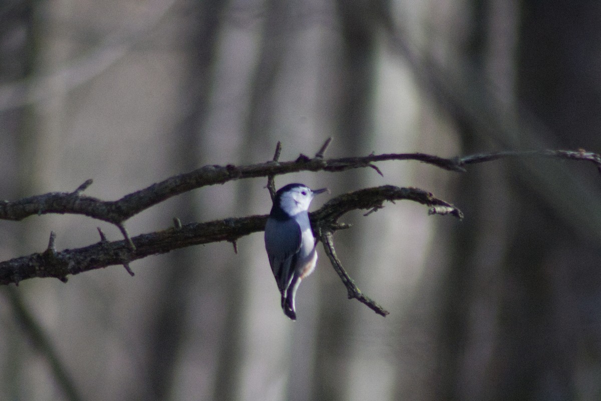 Sittelle à poitrine blanche - ML646765937