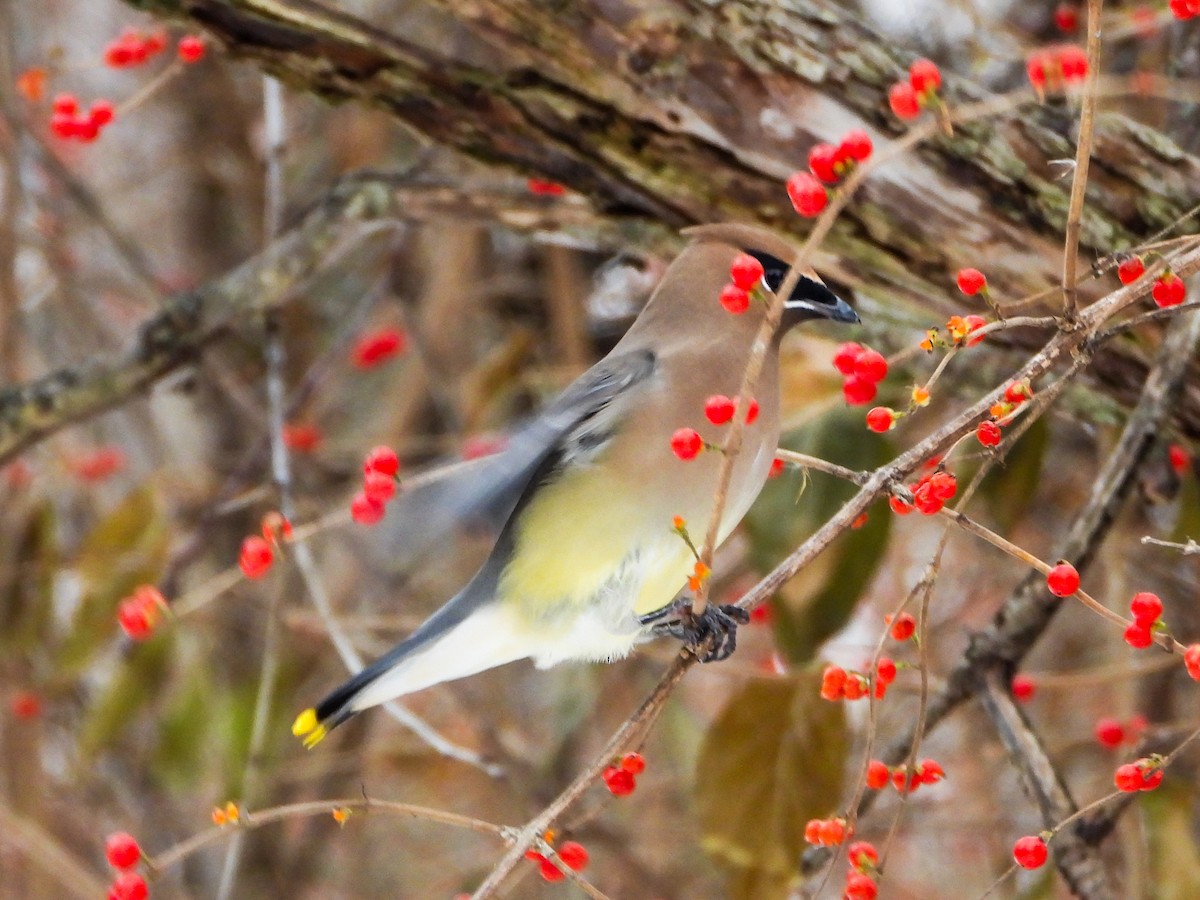 Cedar Waxwing - ML646765938