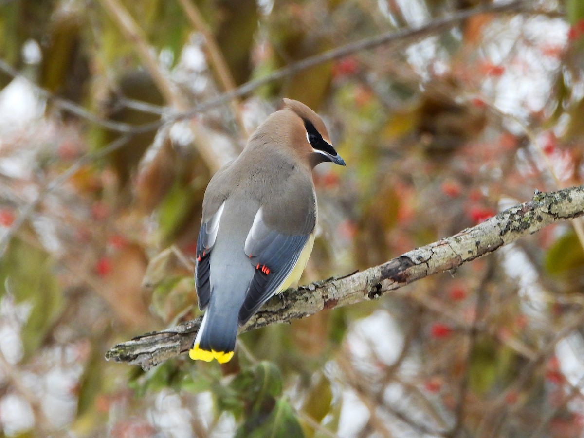 Cedar Waxwing - ML646765939