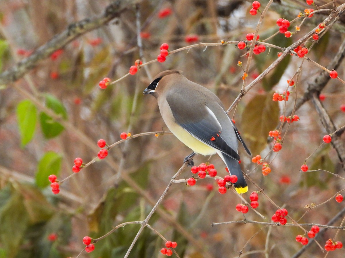 Cedar Waxwing - ML646765940