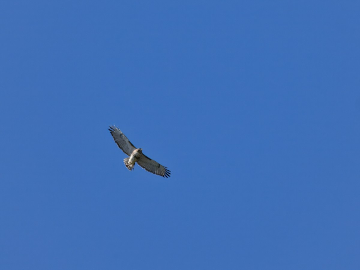 Канюк неоарктичний - ML646765943