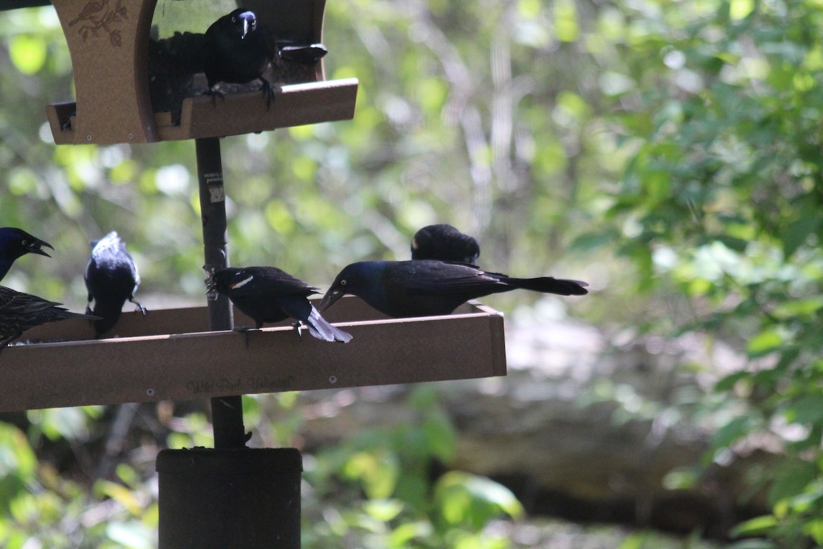 Common Grackle - ML646765944
