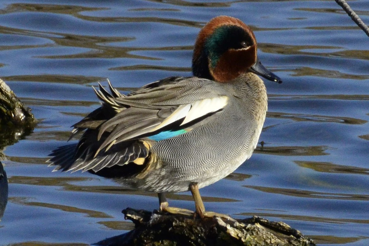 Green-winged Teal - ML646765945