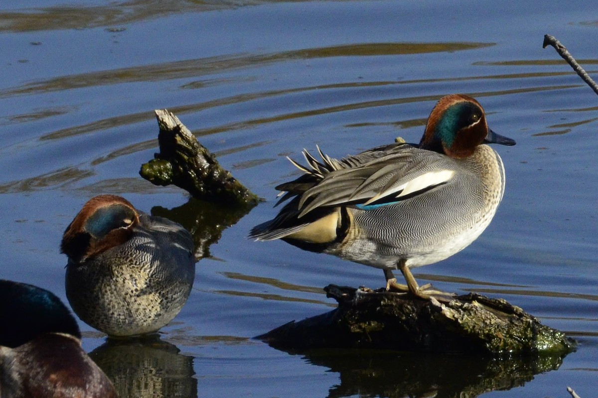 Green-winged Teal - ML646765946