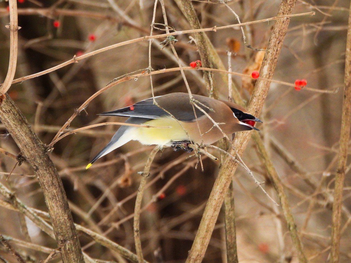 Cedar Waxwing - ML646765947