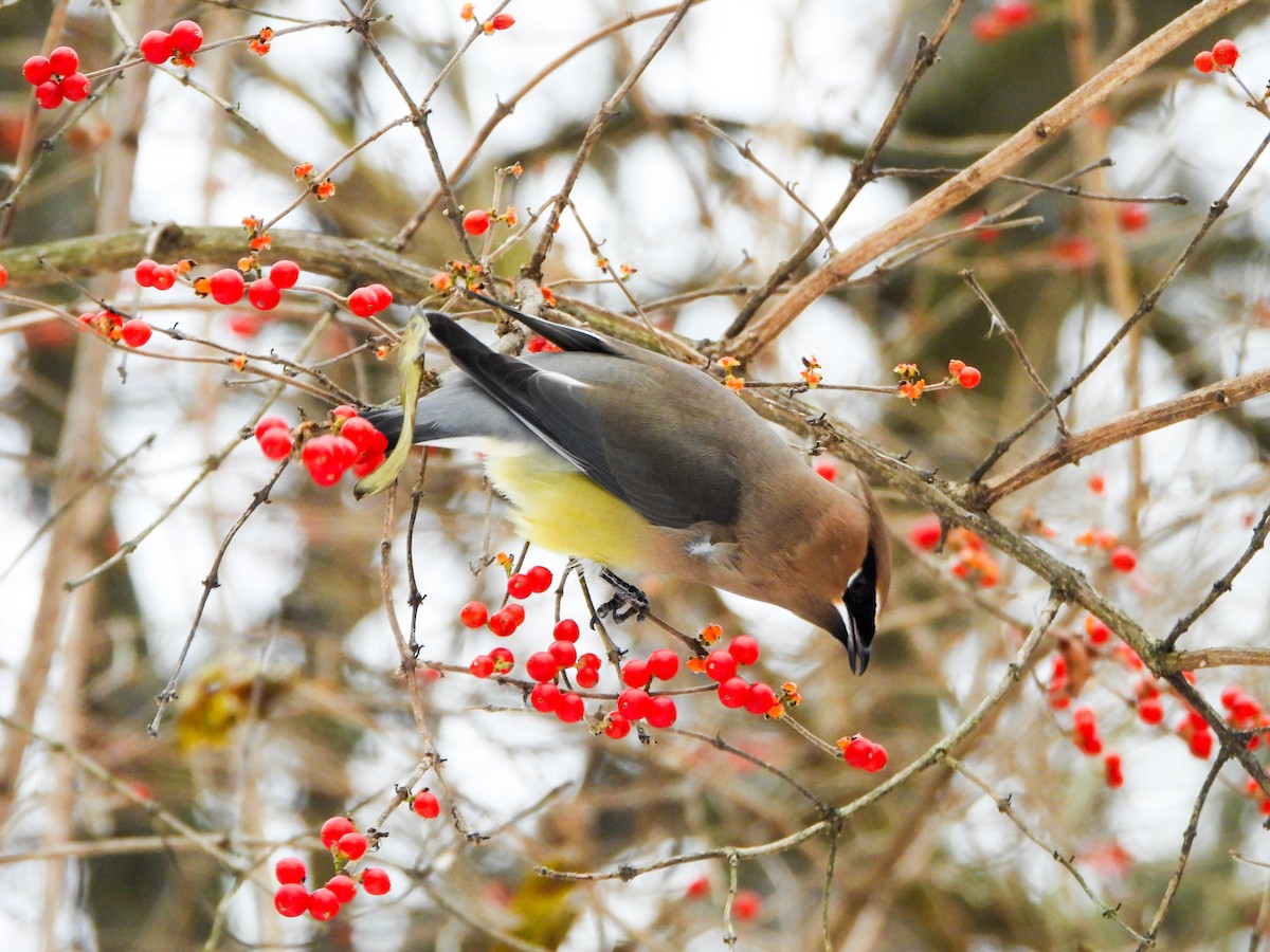 Cedar Waxwing - ML646765948