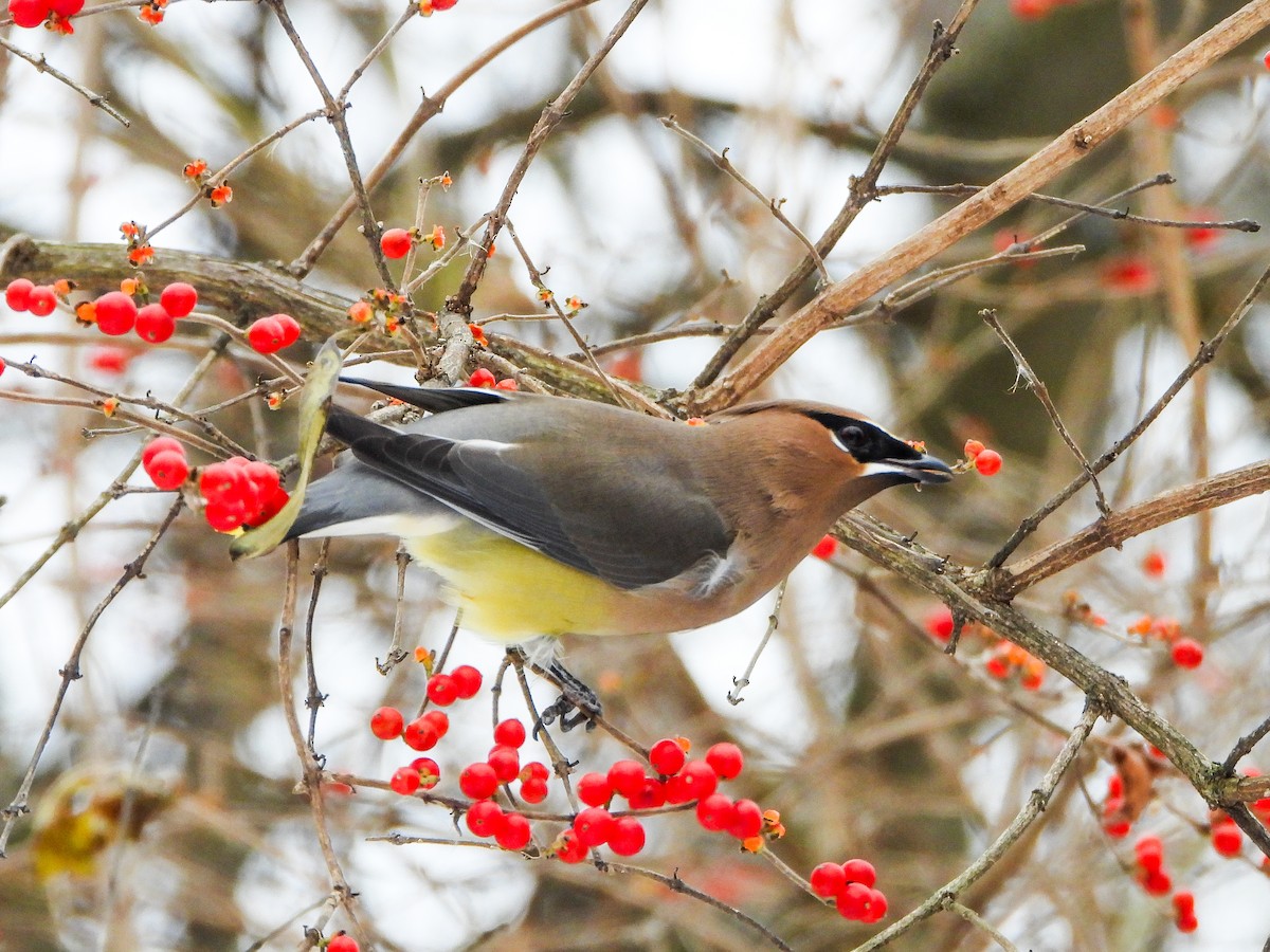 Cedar Waxwing - ML646765949