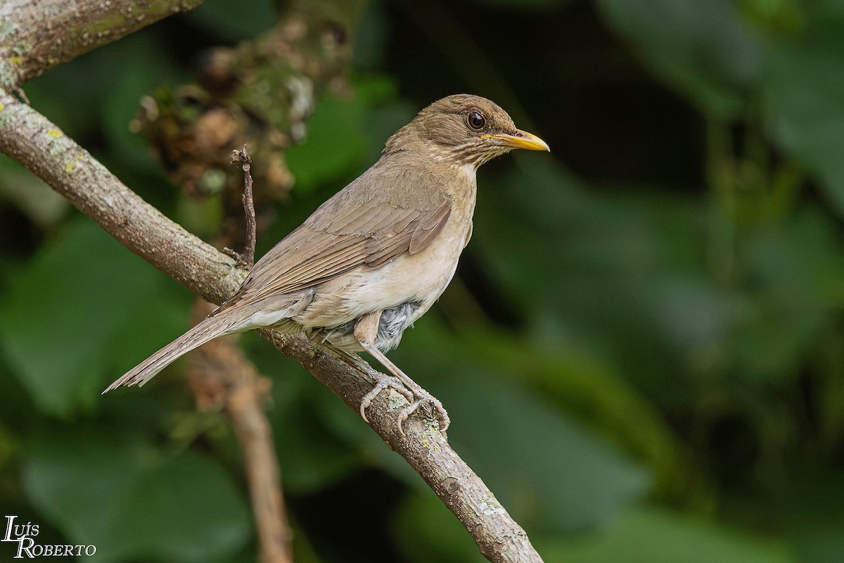 Creamy-bellied Thrush - ML646765952