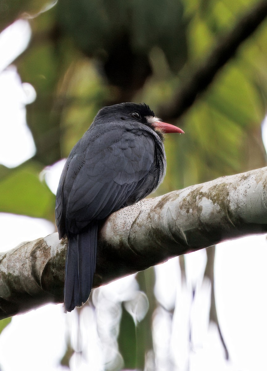 White-fronted Nunbird - ML646765953