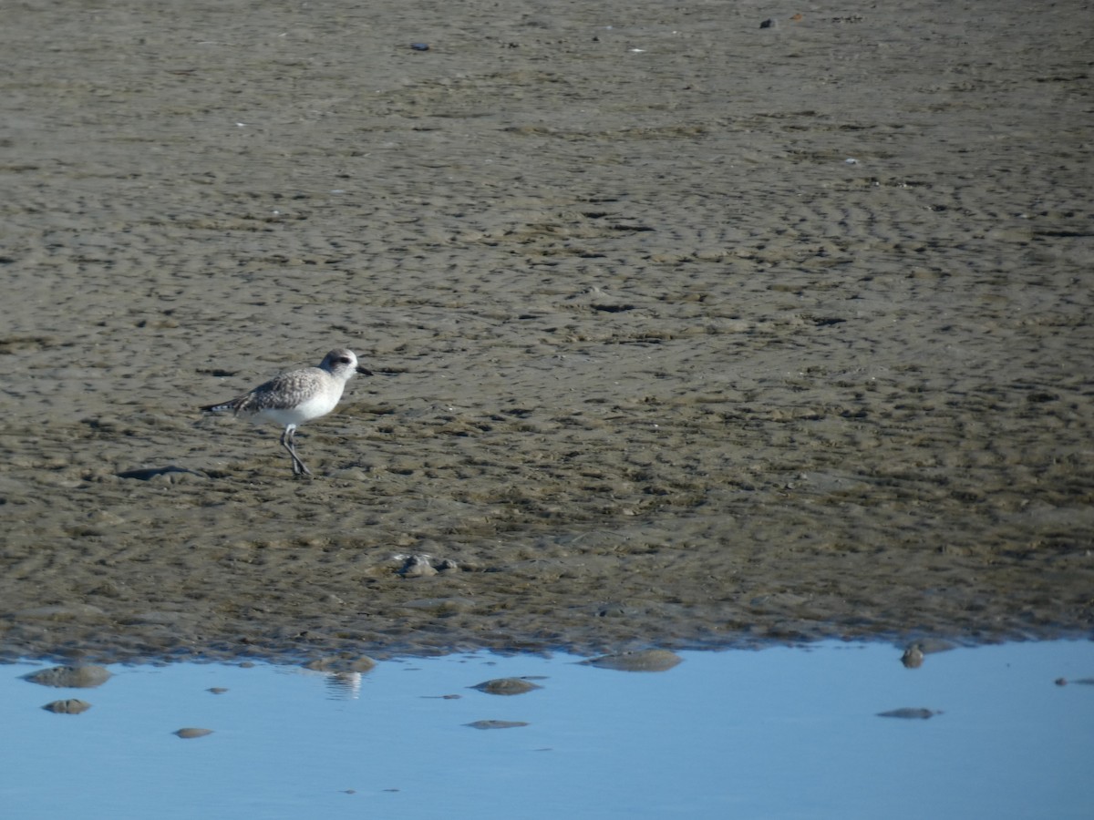 חופזי מנומר - ML646765954