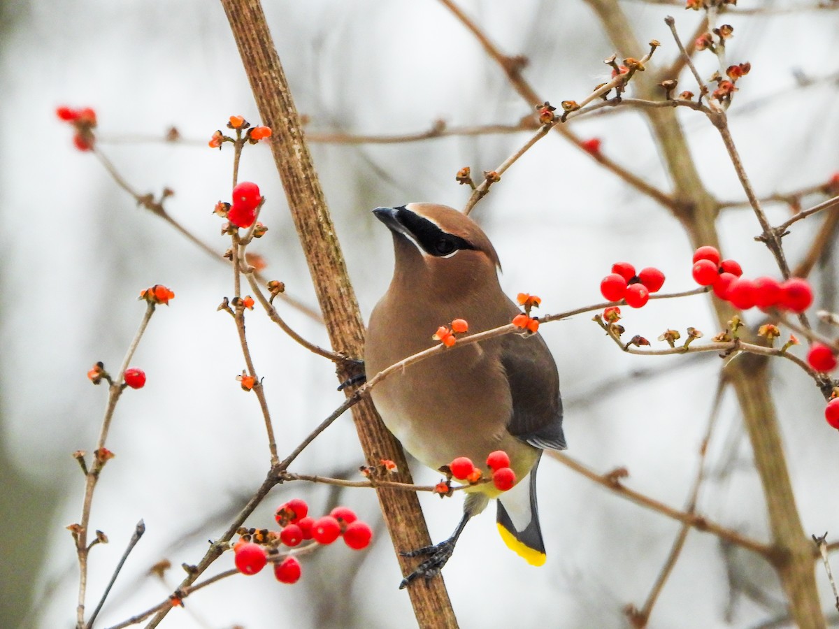 Cedar Waxwing - ML646765956